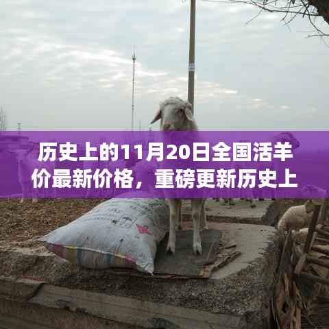 历史上的11月20日全国活羊价格最新动态及市场走势深度解析
