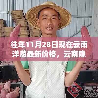 探寻云南隐秘小巷的洋葱秘香,最新价格与美食奇遇(11月28日)