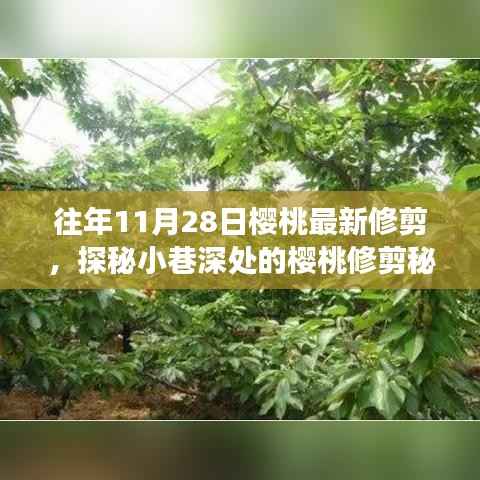 探秘樱桃修剪秘境,揭秘11月28日修剪技艺的奇妙之旅