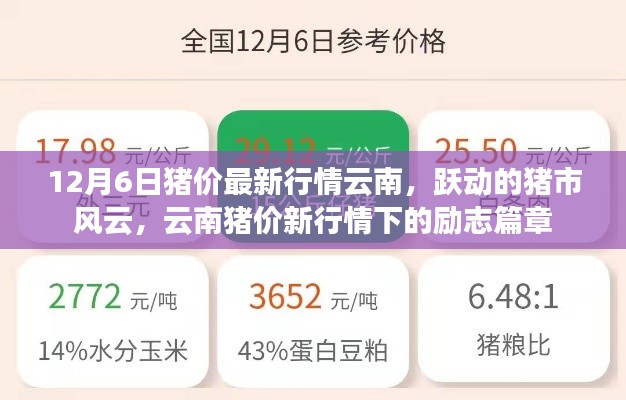 云南猪价最新动态，市场风云涌动，猪市励志篇章开启