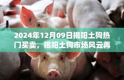 揭阳土狗市场风云再起,2024年12月09日热门买卖回顾