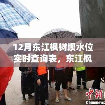 东江枫树坝水位管理,实时查询背后的权衡与观点探讨