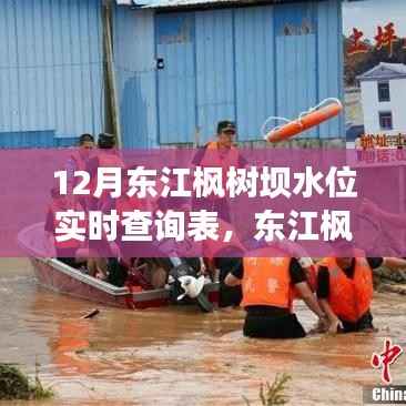 东江枫树坝水位管理,实时查询背后的权衡与观点探讨