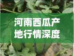 河南西瓜产地行情深度解析