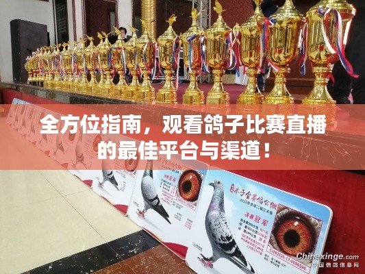 全方位指南,观看鸽子比赛直播的最佳平台与渠道!