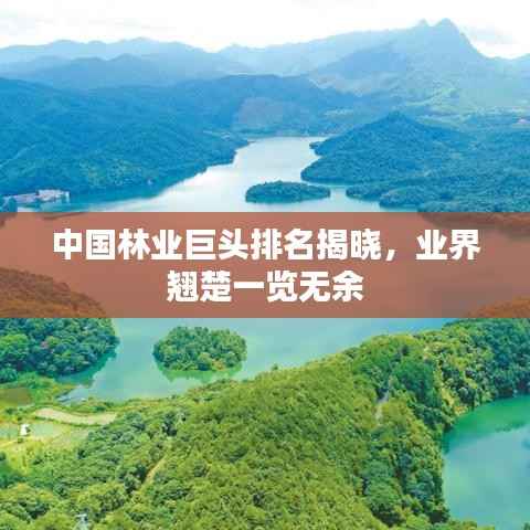 中国林业巨头排名揭晓,业界翘楚一览无余