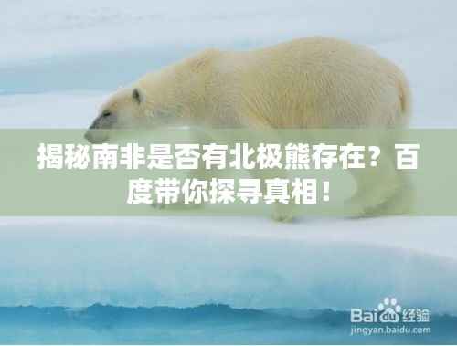 揭秘南非是否有北极熊存在?百度带你探寻真相!