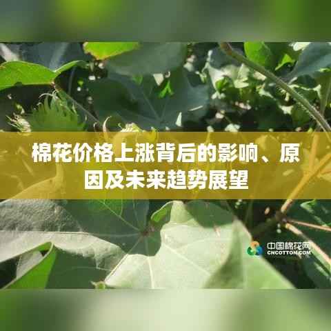 棉花价格上涨背后的影响、原因及未来趋势展望