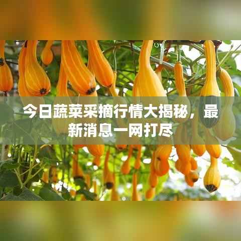 今日蔬菜采摘行情大揭秘,最新消息一网打尽